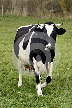 Farm milk cow on a pasture in Poland